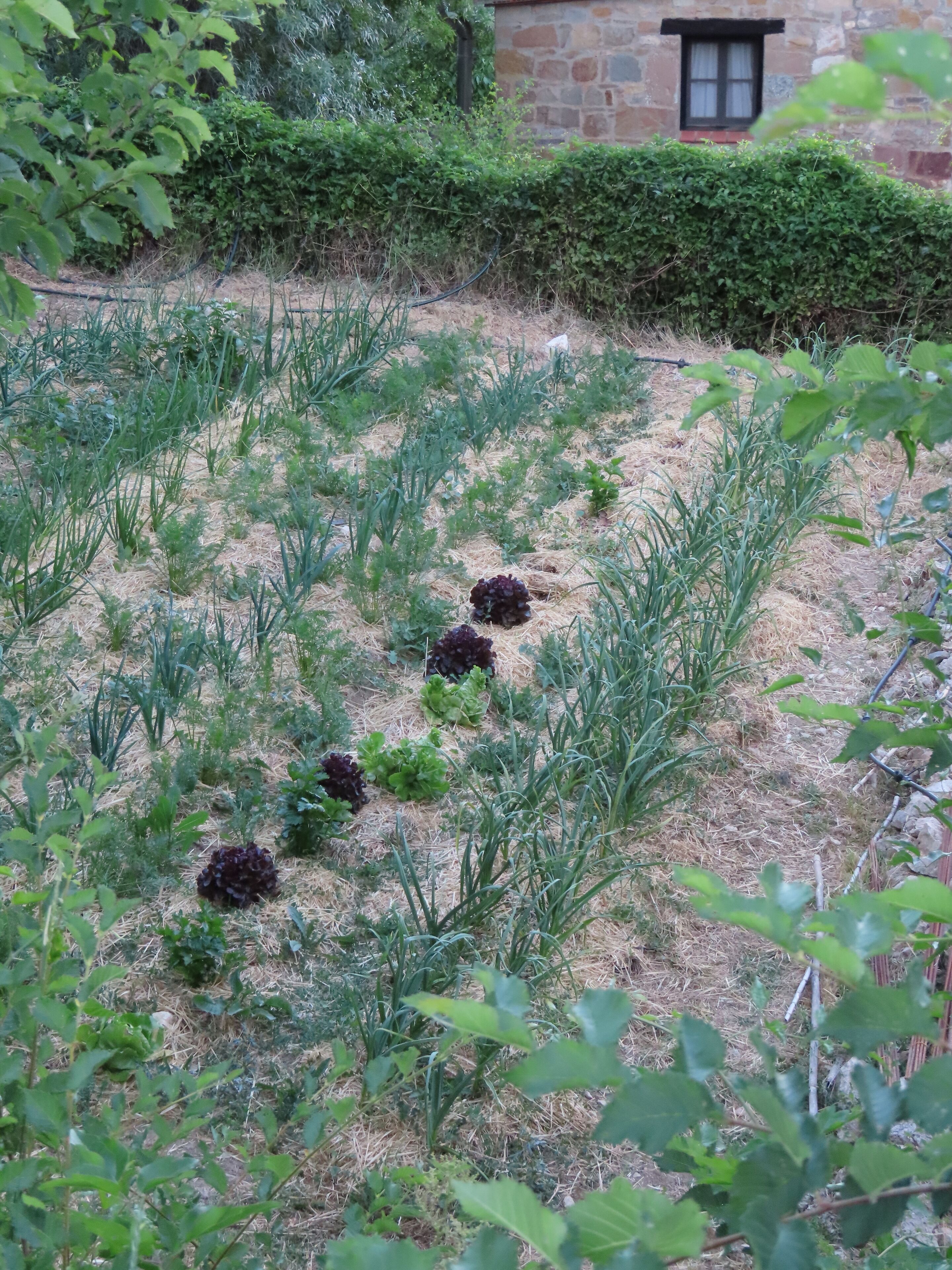 A garden with various plants and a stone building in the background.