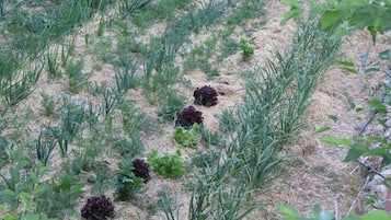 A garden with various plants and a stone building in the background.