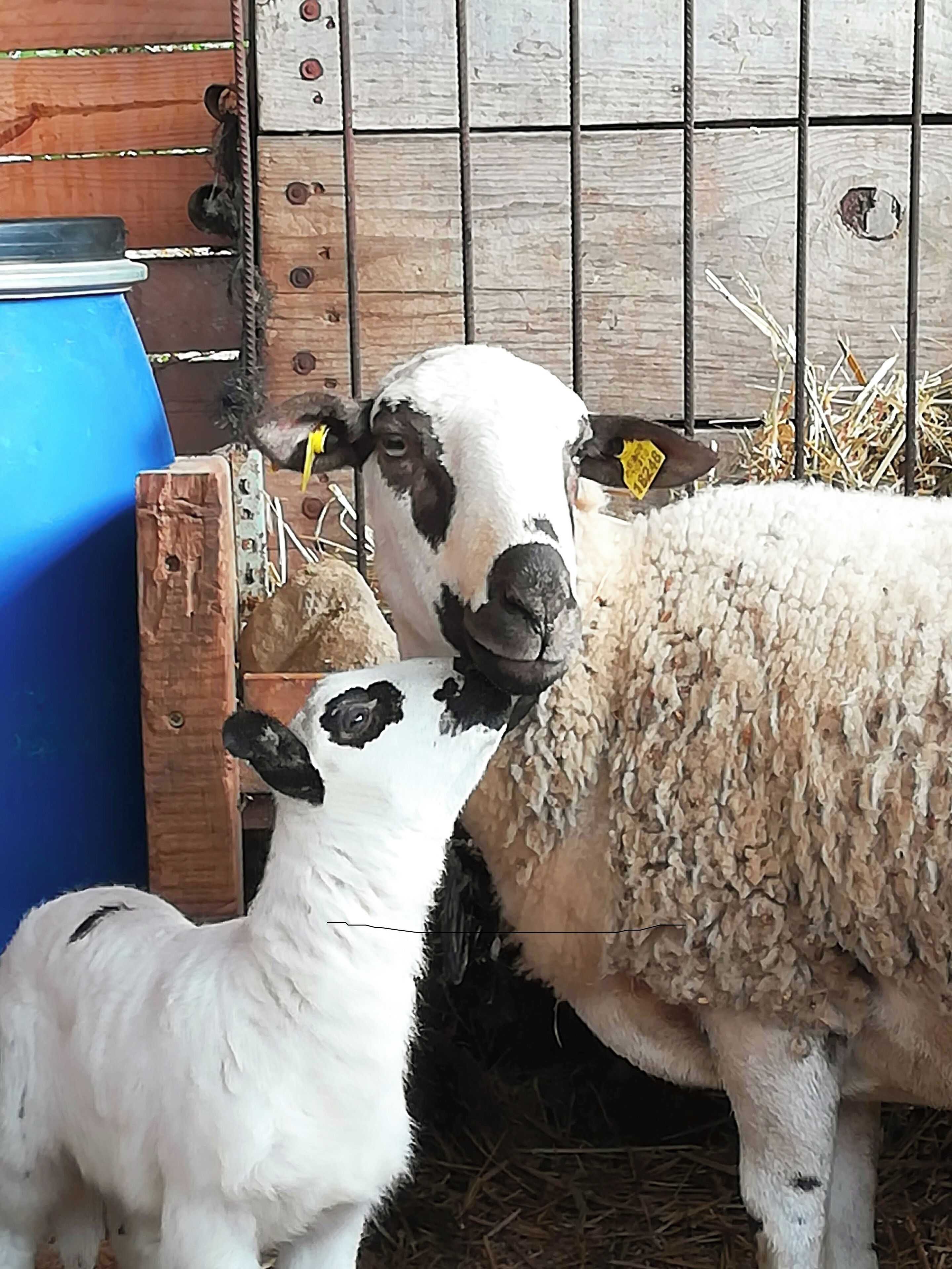 A barn with wooden walls and metal bars.