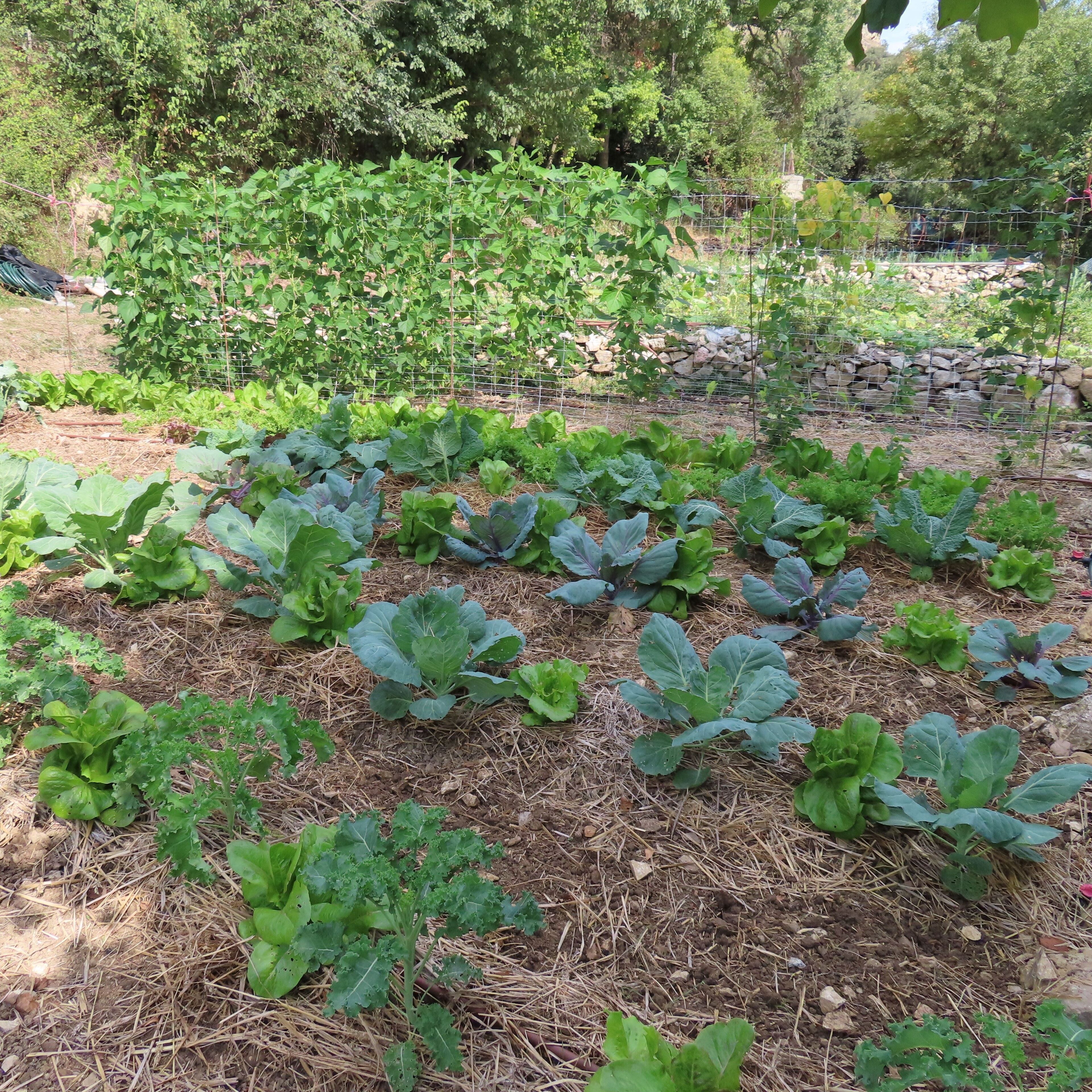 A garden with rows of leafy vegetables, a stone wall, and a wire fence.
