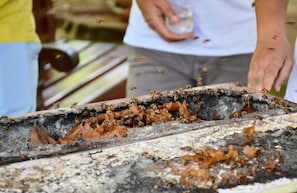 Game viewing - Vale das Rainhas (Santo Amaro)