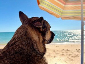 Ein Hund unter einem gestreiften Strandsonnenschirm an einem Sandstrand, im Hintergrund das Meer.