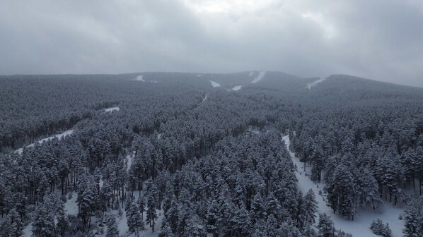 Ein dichter Wald mit schneebedeckten Bäumen und einem wolkenlosen Himmel.