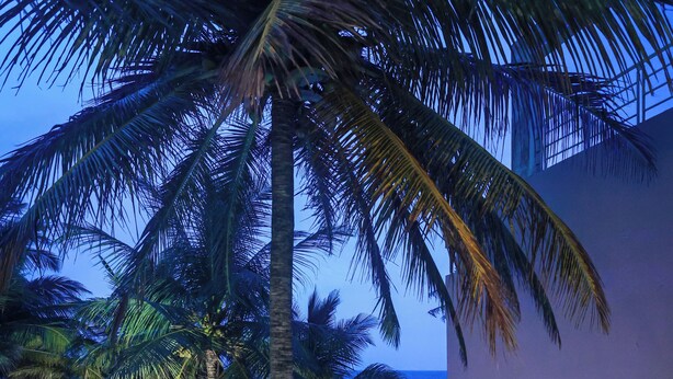 A beach view with palm trees, a pool area with chairs, and a wooden railing. - Lankahuts (Negombo)