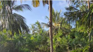 A lush garden with palm trees and a dirt path.