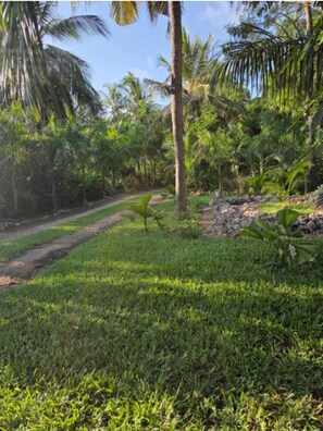 Un jardin luxuriant, avec des palmiers et un sentier de terre.
