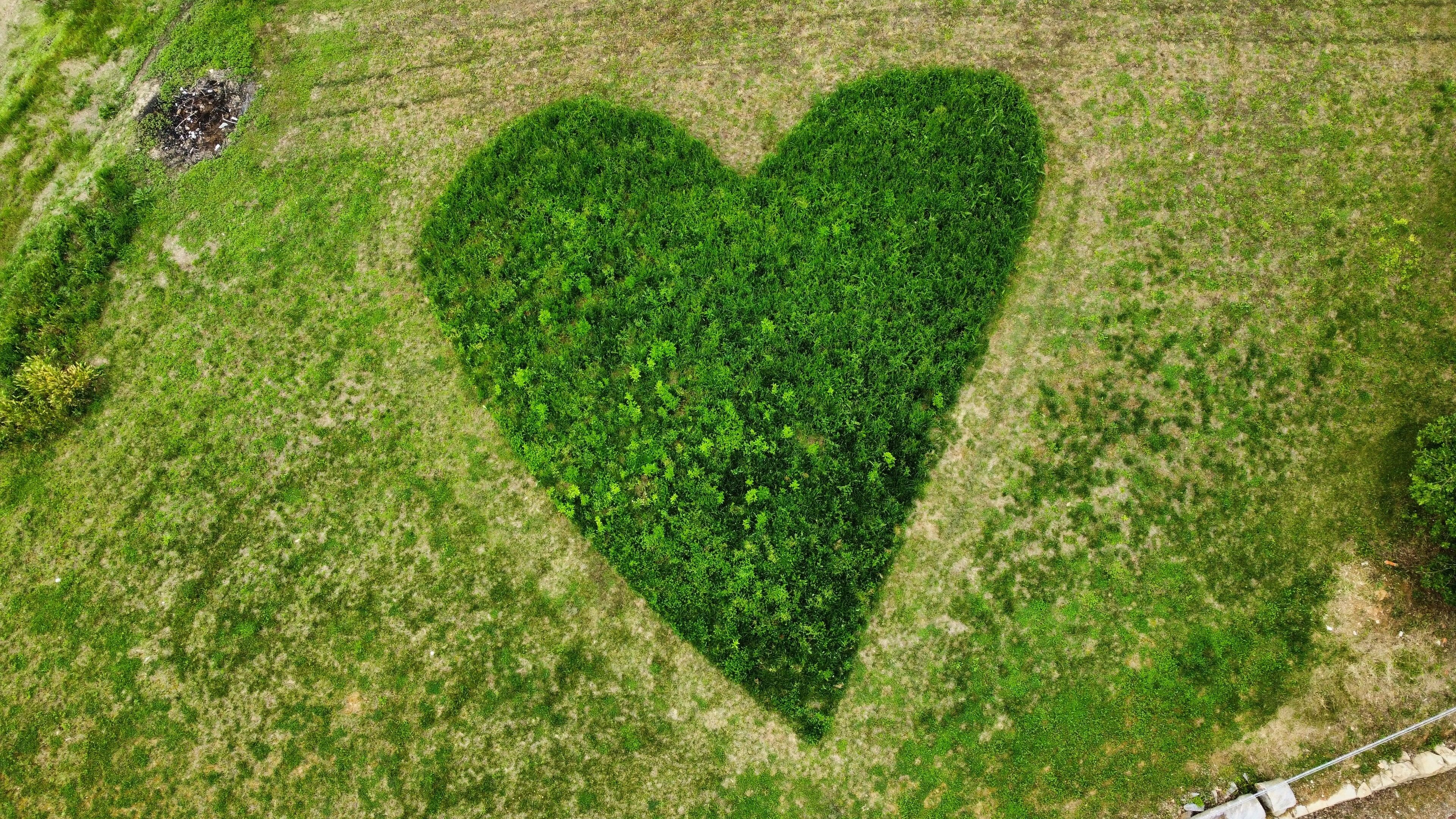 An aerial view of a field with a heart-shaped area of dense green vegetation.