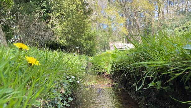 A narrow stream with clear water, surrounded by lush greenery and wildflowers. - Roslyn (Romsey)