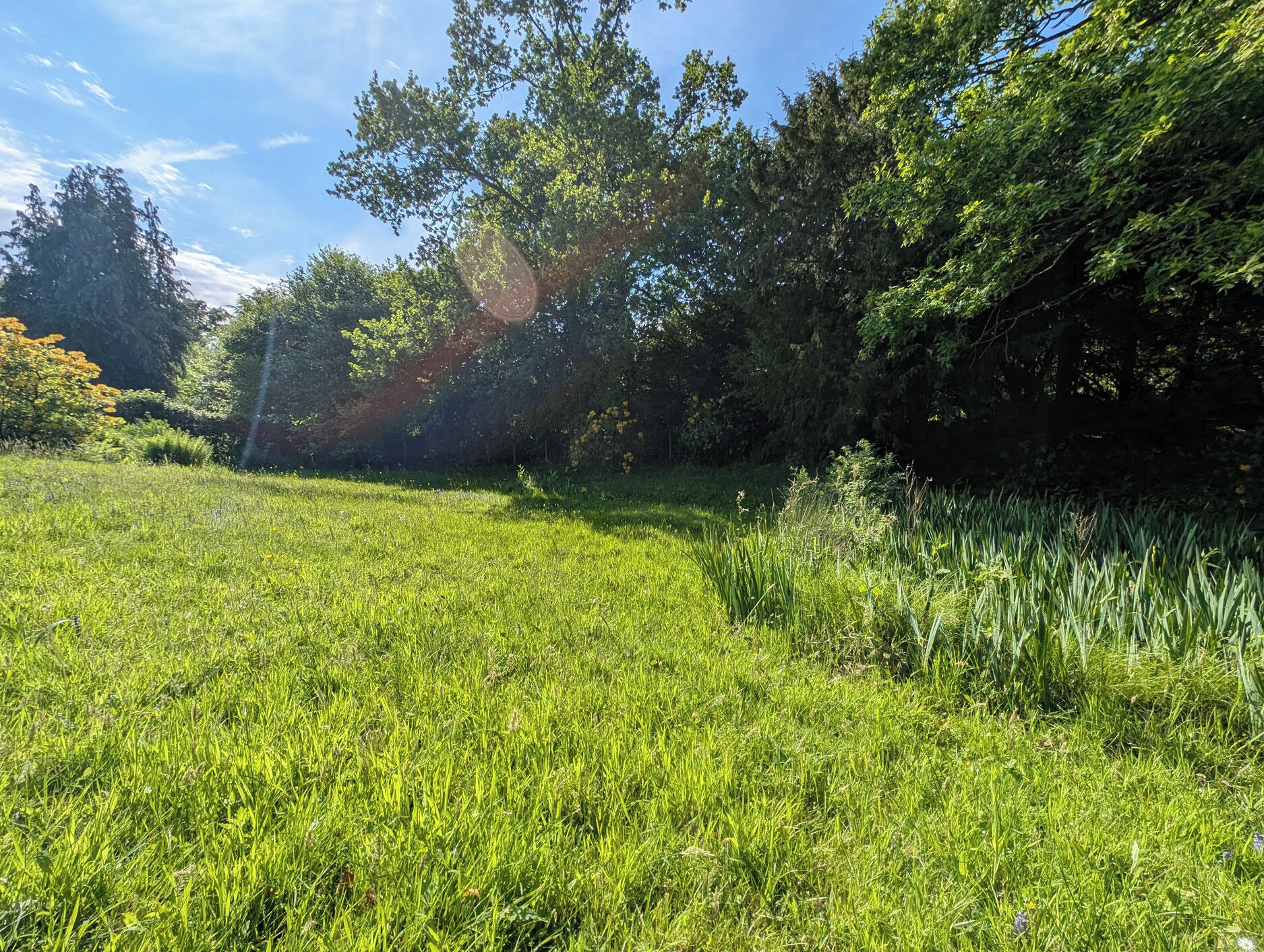 A grassy field with trees and a clear sky.