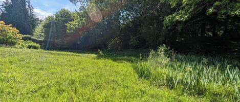A grassy field with trees and a clear sky.