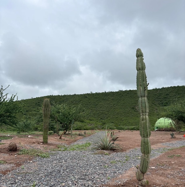 Exterior - Sentio Camps (Coronel Moldes)