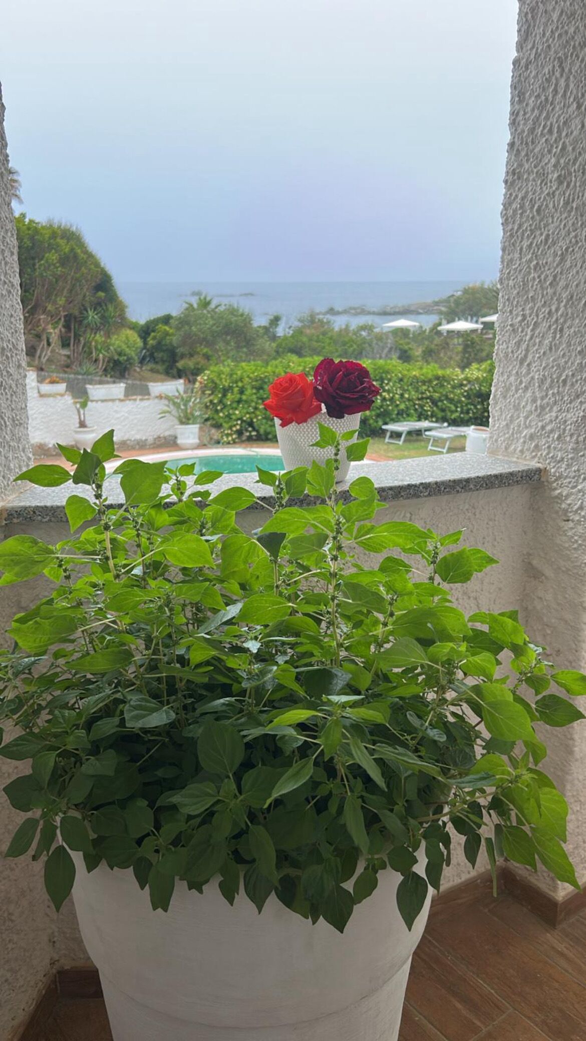 A balcony with a potted plant and two roses, overlooking a pool and greenery.