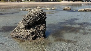 Une formation rocheuse dans des eaux peu profondes, d’où l’on a une vue dégagée sur une plage et des palmiers en arrière-plan.