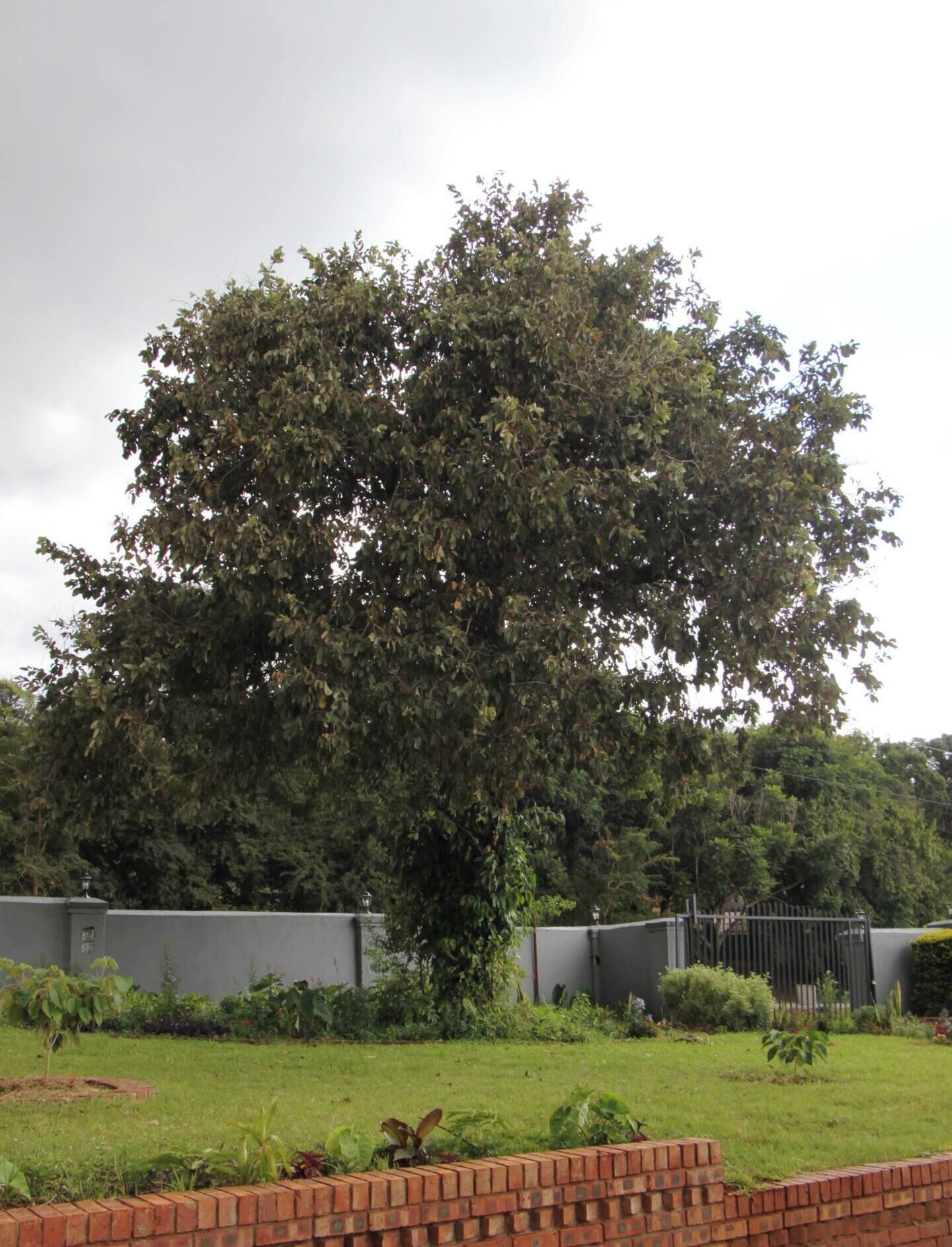 Un grand arbre se dresse dans un espace aménagé, bordé d’un mur de briques et d’une clôture en métal.
