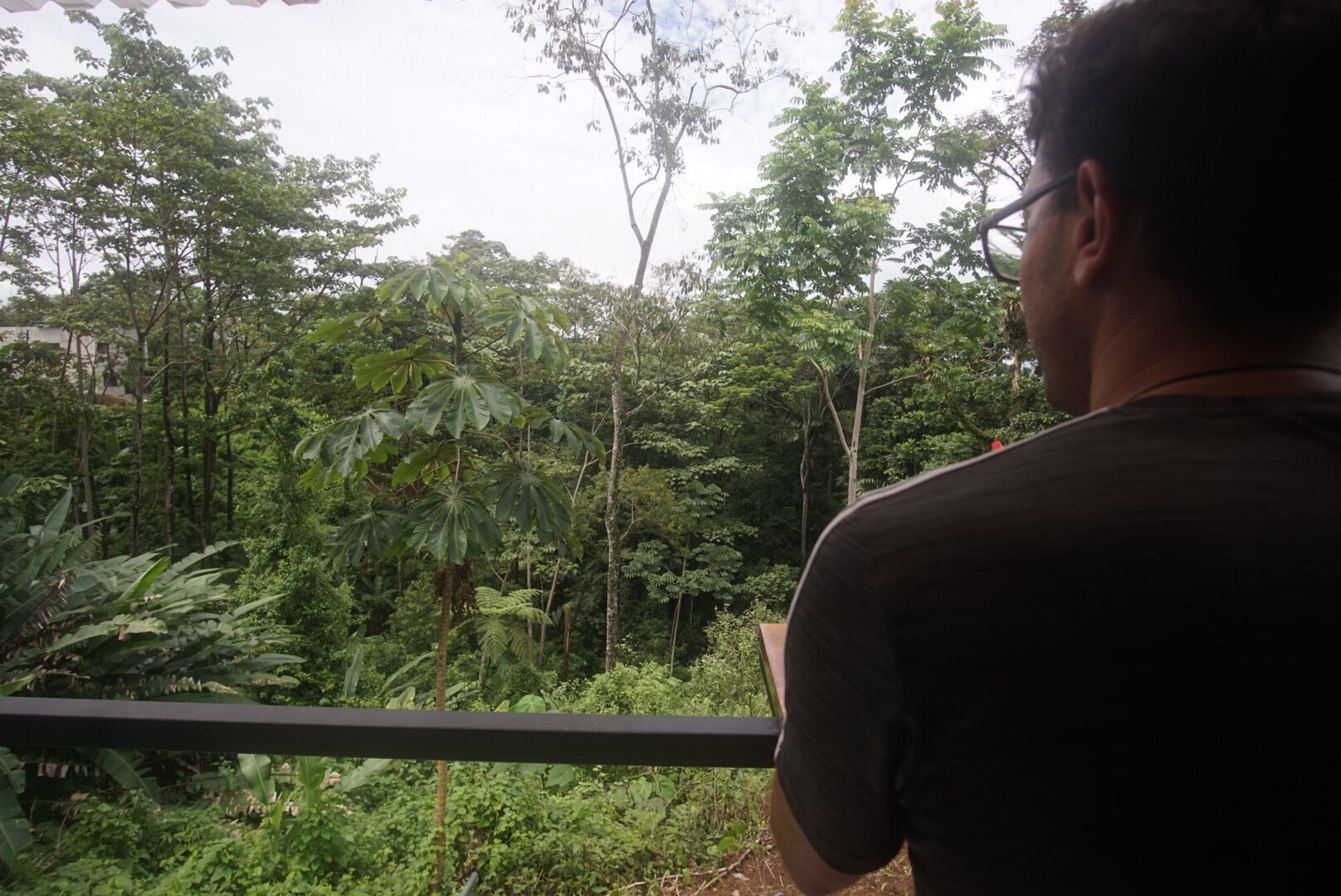 A person standing on a balcony overlooking a dense forest with various trees and foliage.