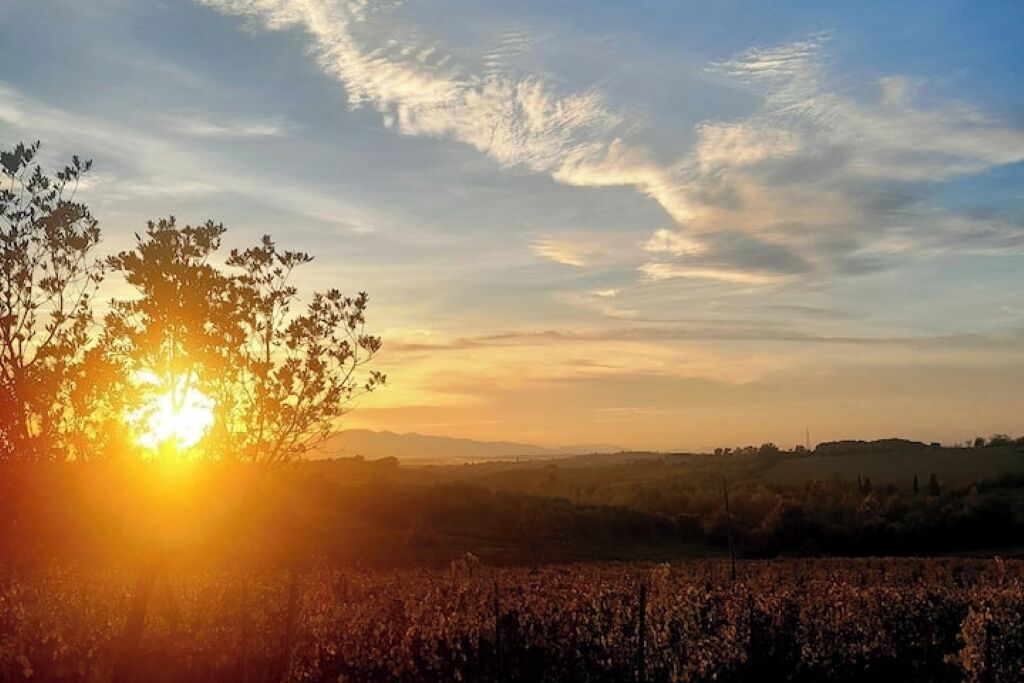 Viñedo al atardecer con cielo despejado y colinas distantes.