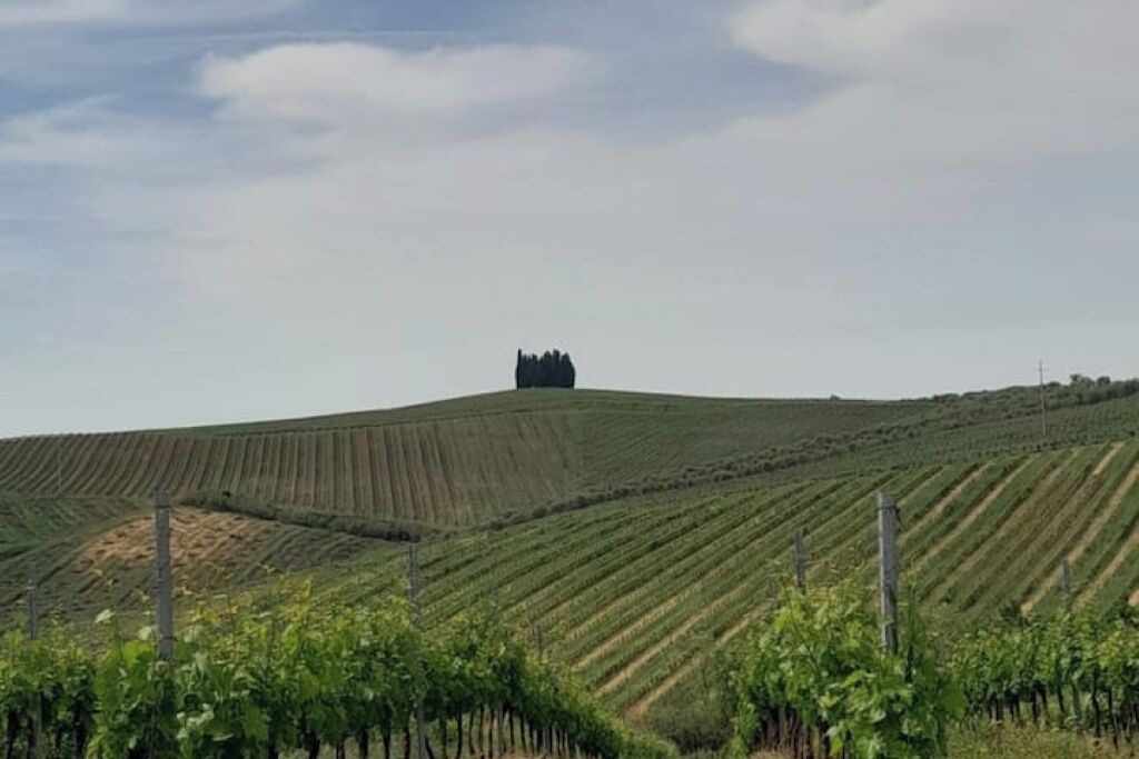 Viñedo con filas de vides y una colina al fondo.