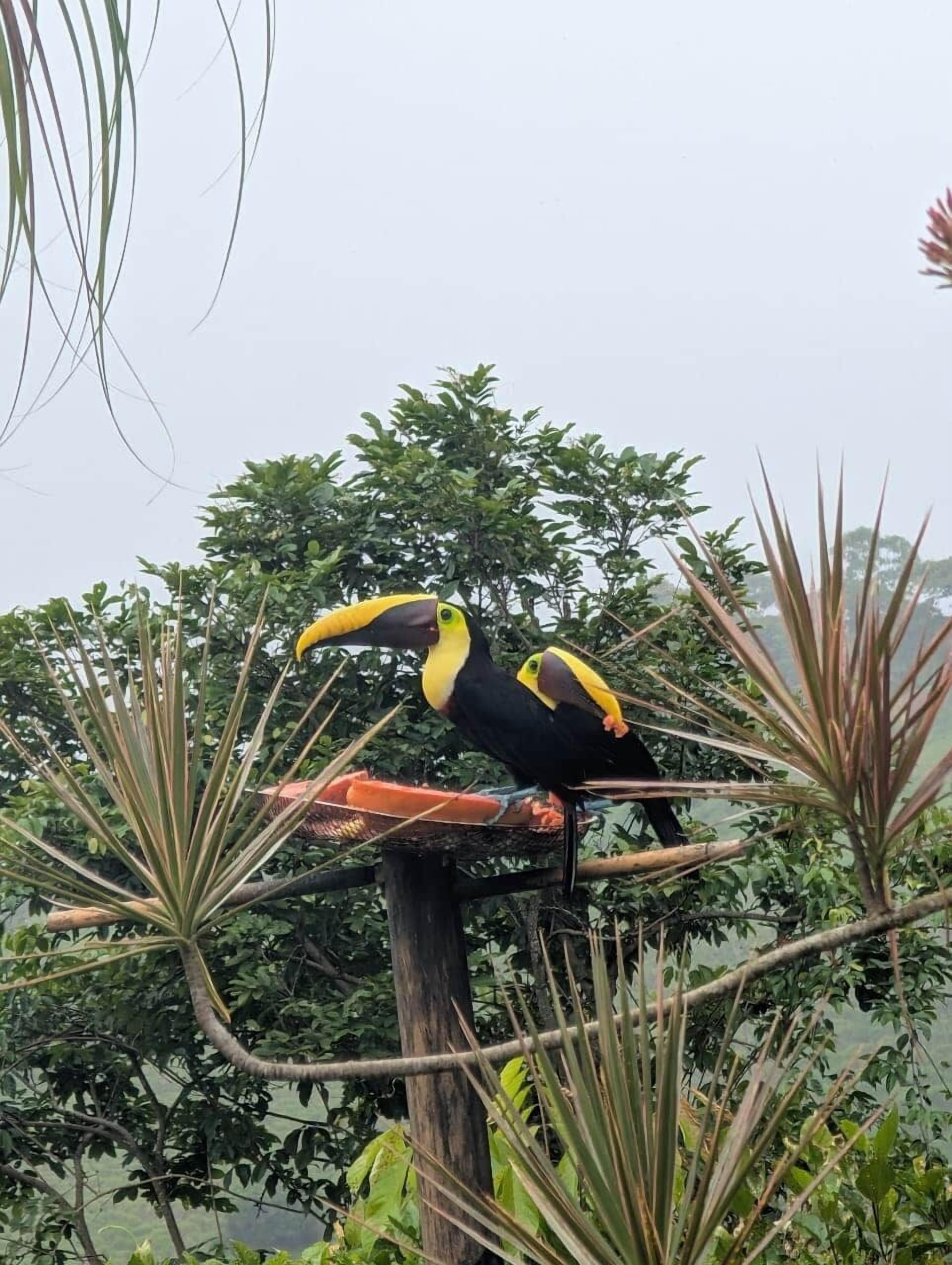 Des toucans étaient perchés sur une structure en bois, entourée d’une végétation luxuriante.