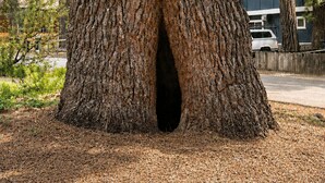 Ein großer Baum mit hohlem Stamm.
