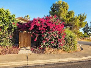 A house with a wooden door, surrounded by lush greenery and vibrant pink flowers.