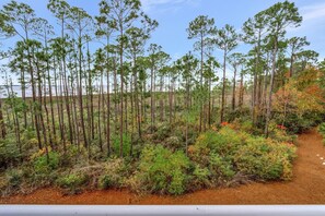 A forested area with a dirt path and a body of water in the background. - Studio condo at Bahia in Sandestin Golf & Beach Resort (Miramar Beach)