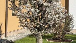 A tree with white blossoms in a landscaped area with a building in the background. - Kaiserhof Feldberg by Belvilla Resorts (Feldberger Seenlandschaft)
