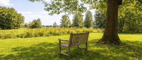 A park bench under a tree with a grassy field and trees in the background.