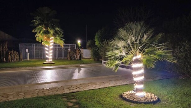 Deux palmiers illuminés dans un espace extérieur bien éclairé, avec un chemin pavé et un bâtiment en arrière-plan.