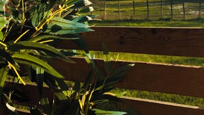 Un banc en bois offrant une vue sur un champ verdoyant et des arbres en arrière-plan.