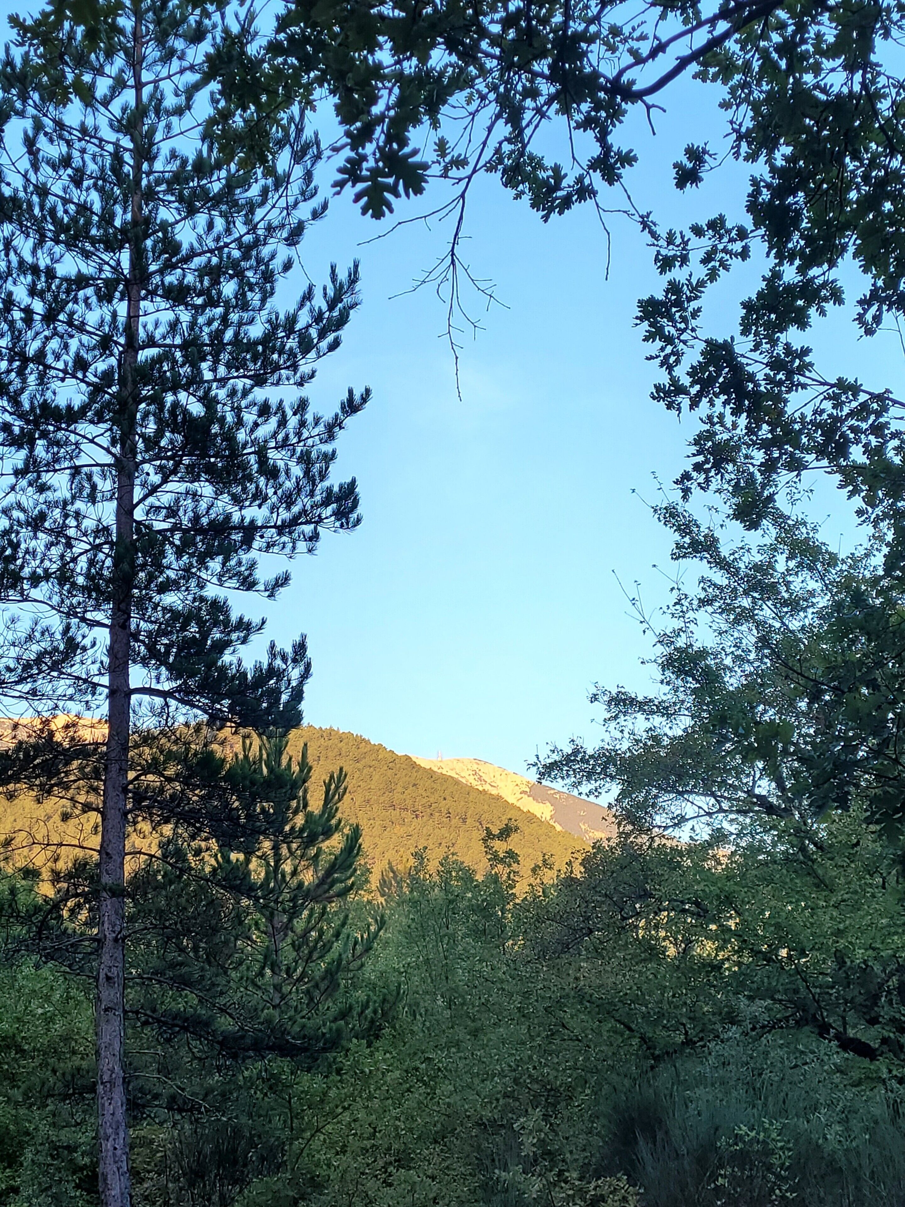 Un paysage boisé avec une montagne en arrière-plan.