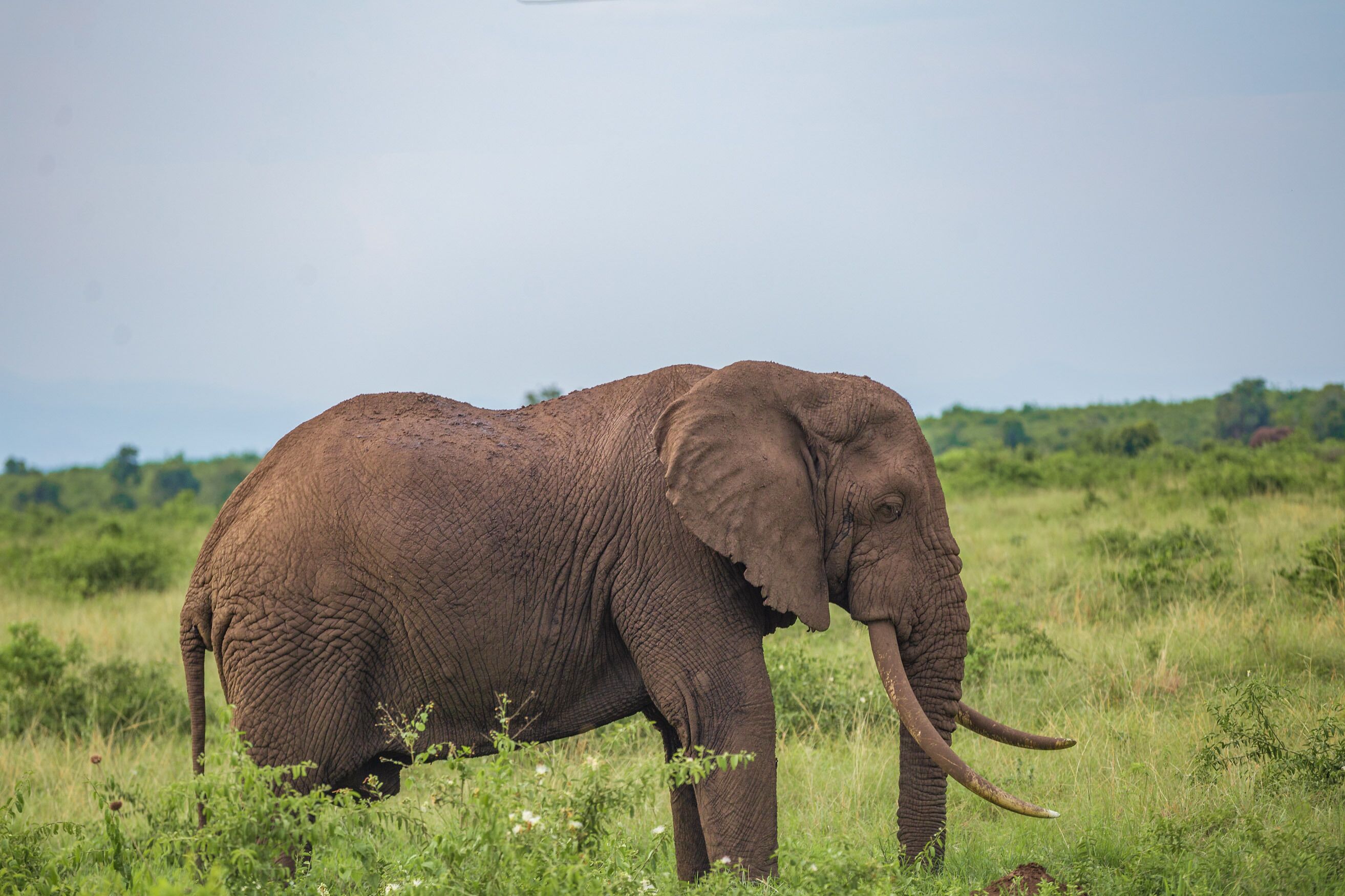 Un elefante en un campo de hierba.