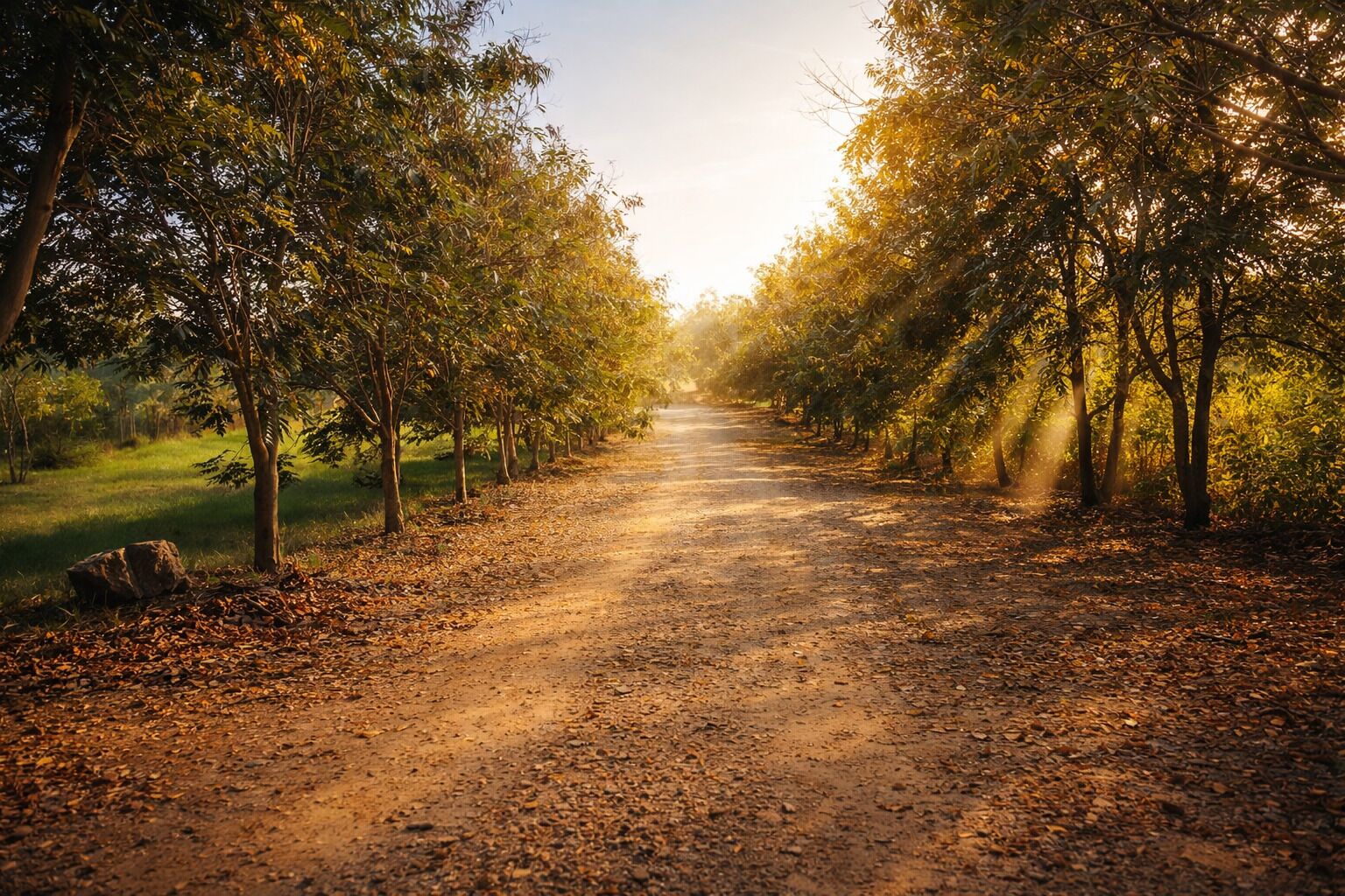 Un sendero de tierra flanqueado por árboles, con la luz del sol filtrándose entre las ramas.