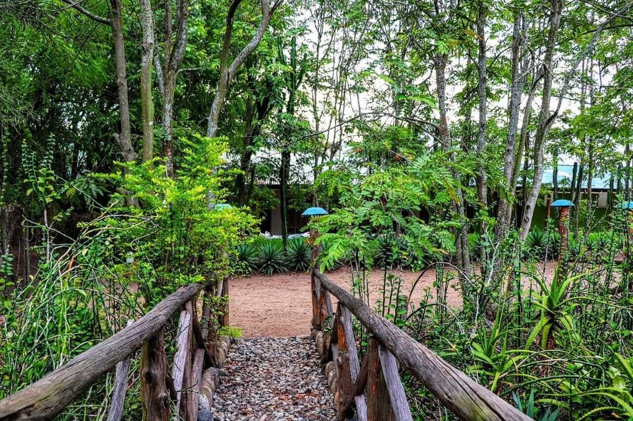 Un pont en bois mène à un jardin luxuriant, caractérisé par un feuillage dense et un sentier de terre.
