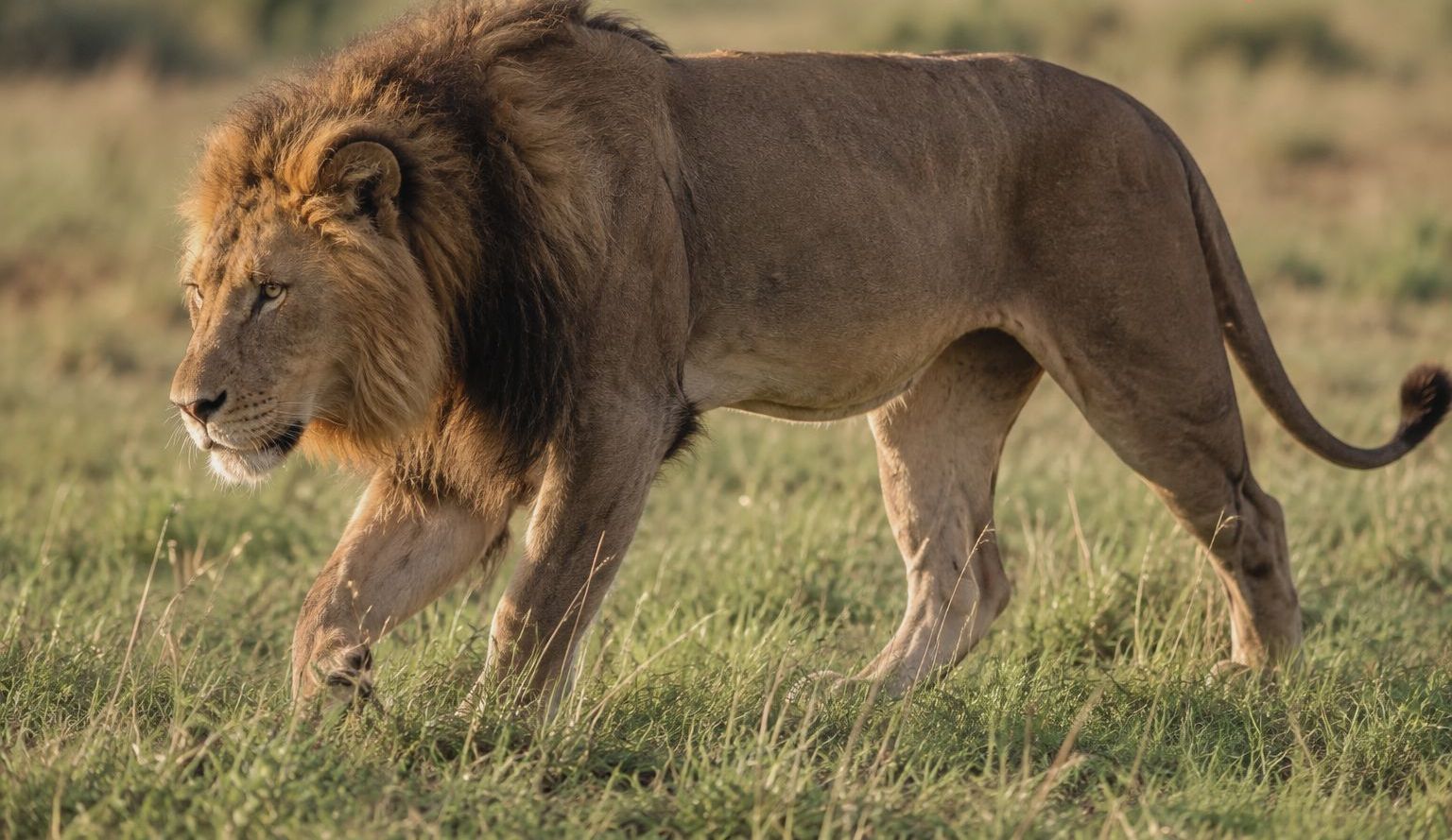 Game drive