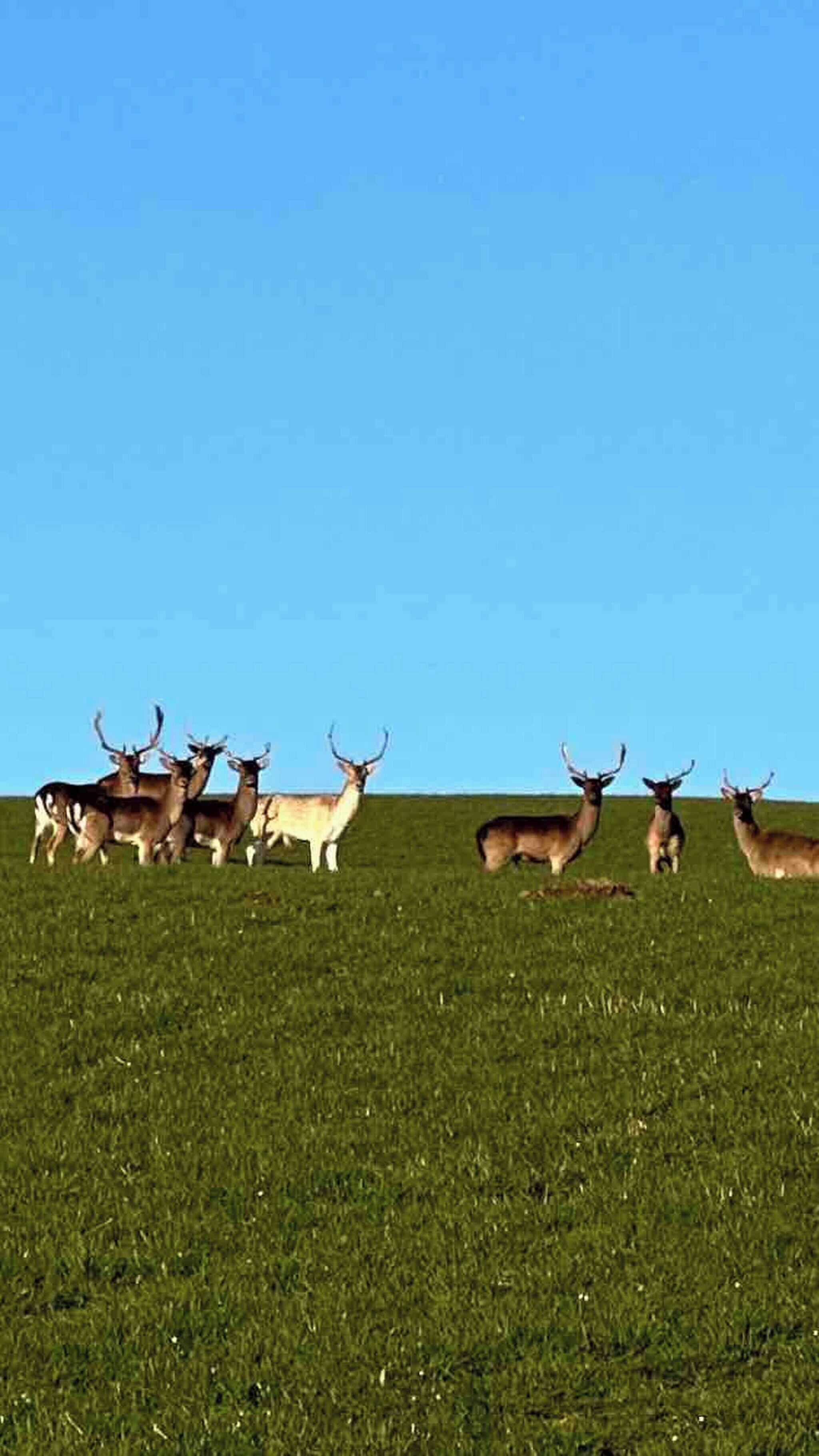 A group of deer in a grassy field under a clear sky.