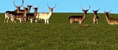 A group of deer in a grassy field under a clear sky.