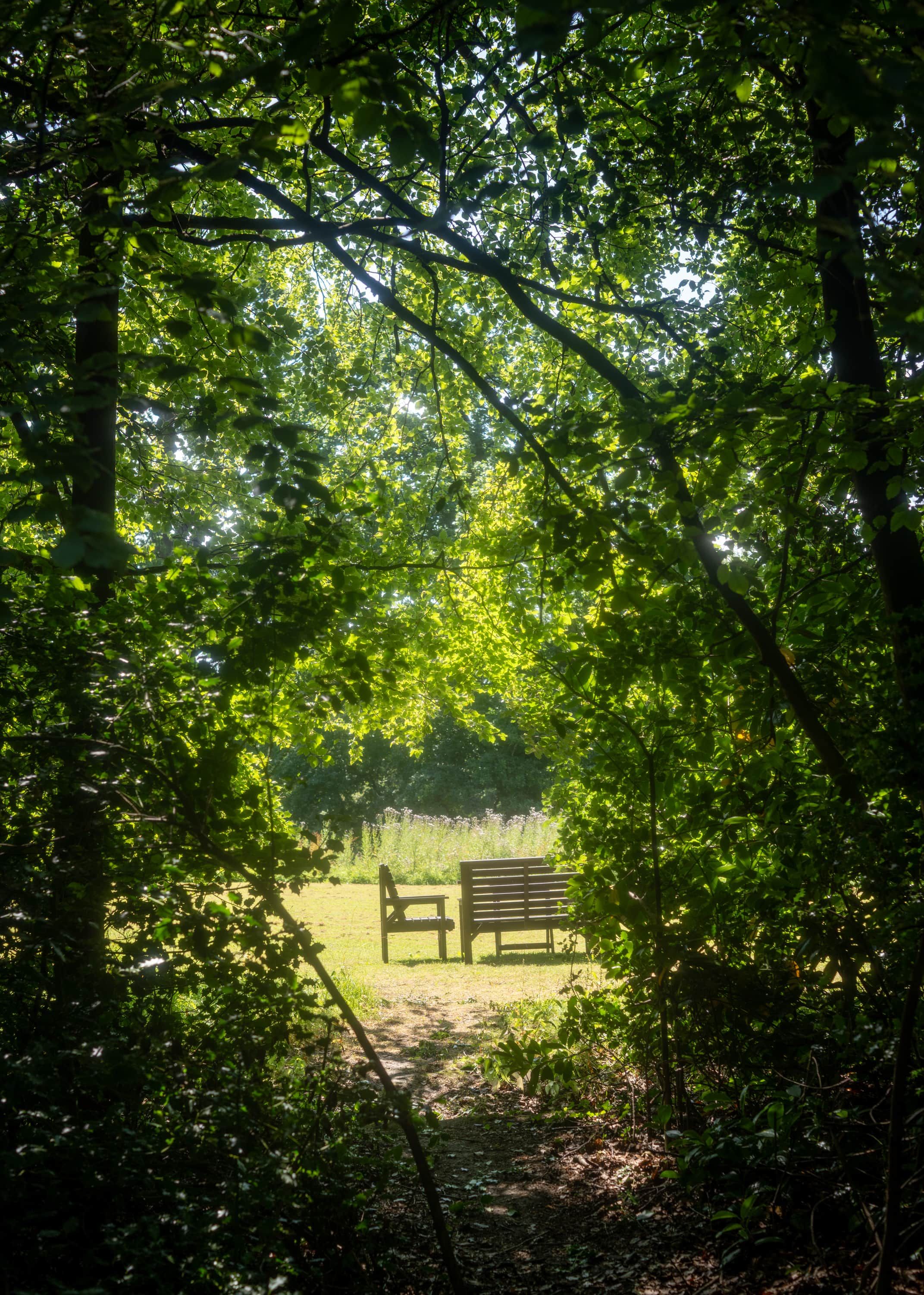 A bench in a wooded area with sunlight filtering through the trees.