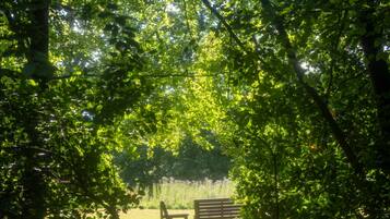 A bench in a wooded area with sunlight filtering through the trees.
