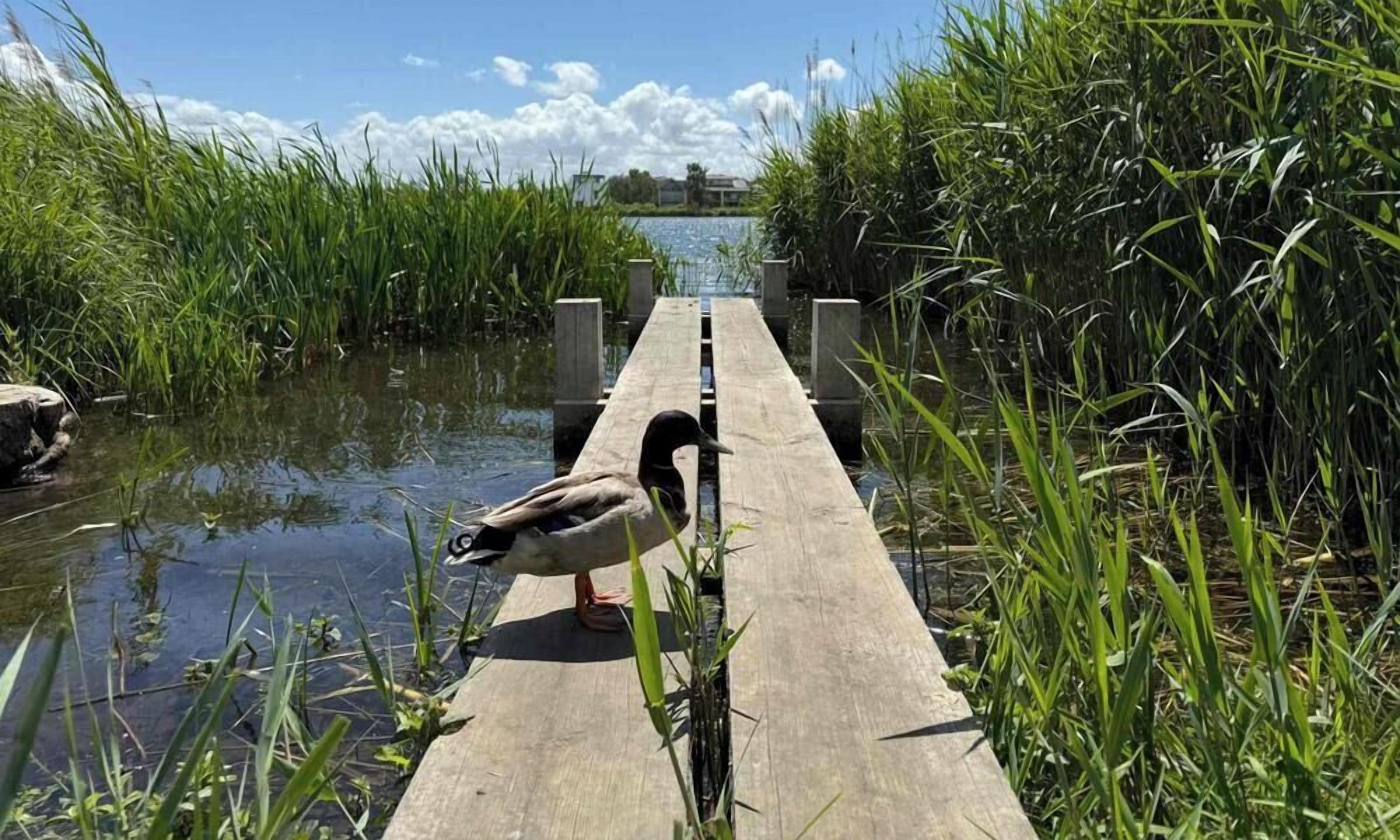 A wooden dock extending into a body of water with tall grass on either side.
