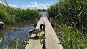 A wooden dock extending into a body of water with tall grass on either side.