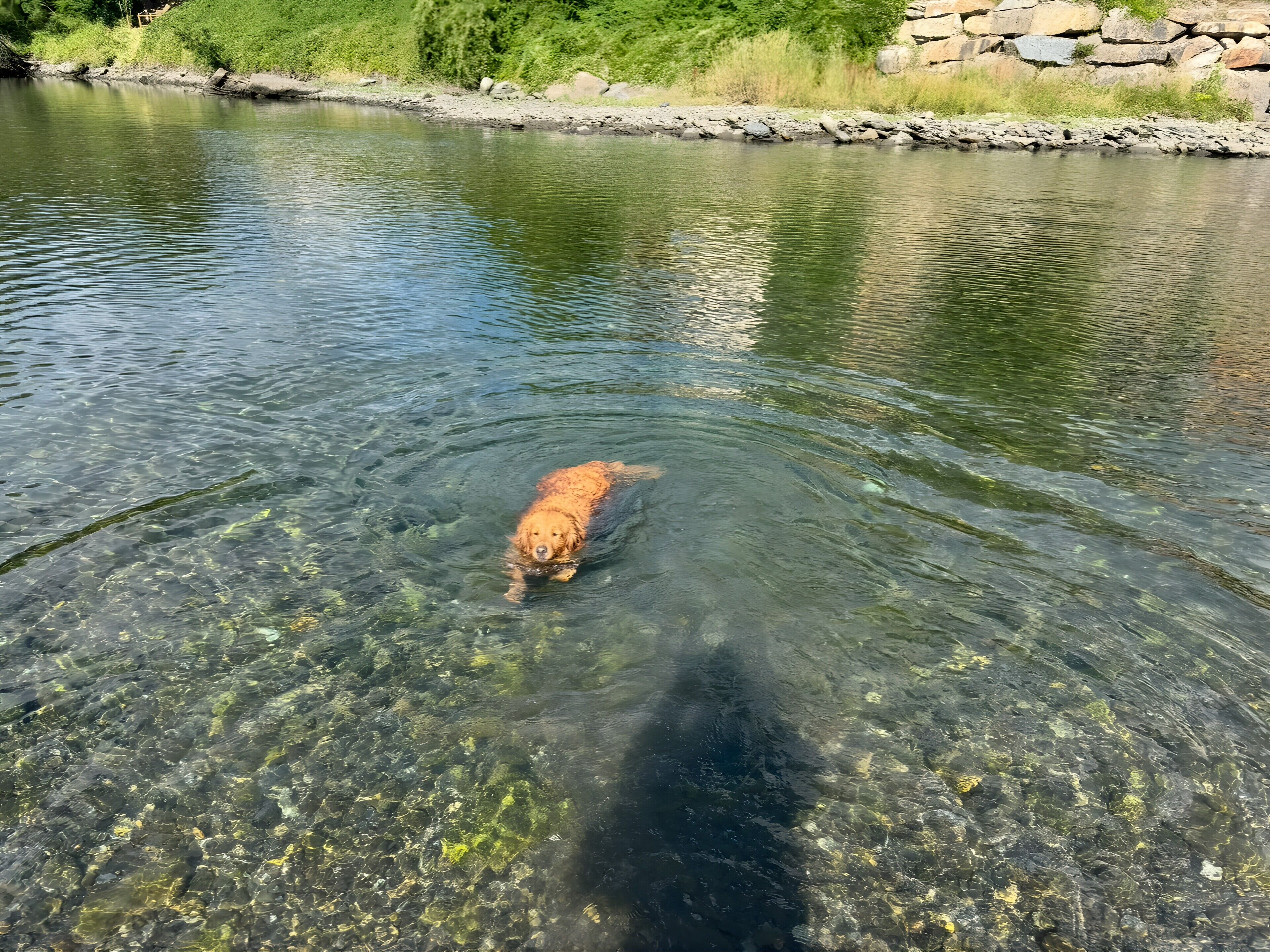 Kjæledyrvennlig