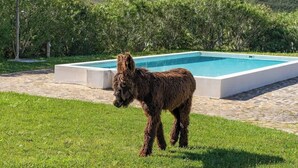 Una piscina con borde de piedra y un césped delantero.
