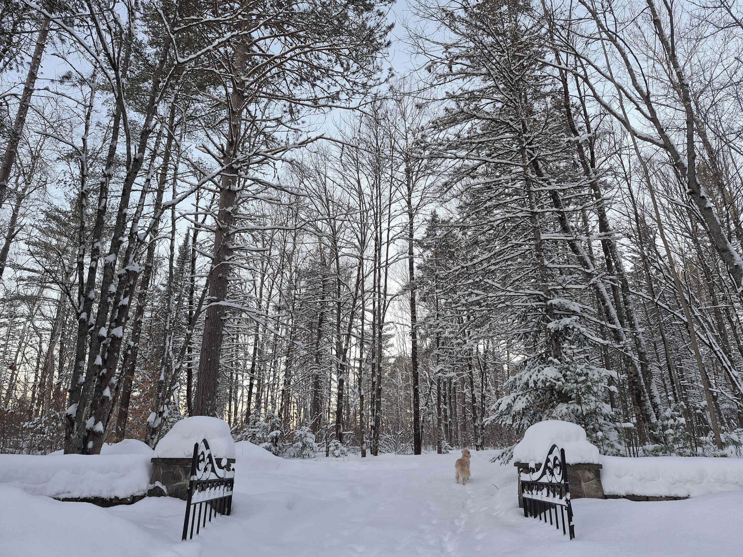 A snowy forest path with a dog walking away from the camera.