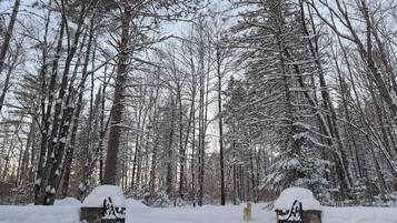 A snowy forest path with a dog walking away from the camera.
