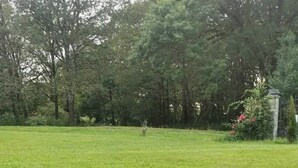 A grassy field with a hedgehog in the center. - Charming little house in the countryside (La Garnache)