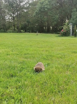 Property grounds - Charming little house in the countryside (La Garnache)