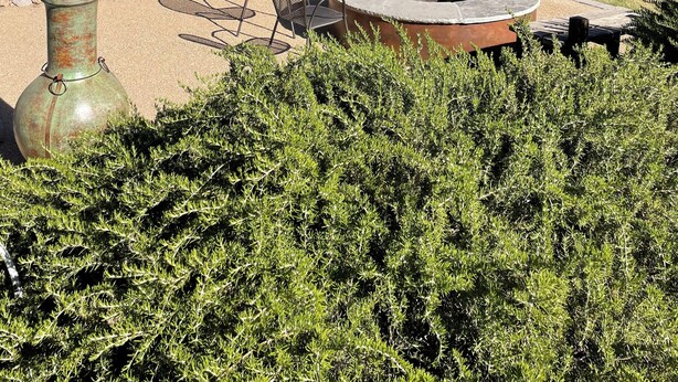 A modern outdoor patio area with a fire pit, seating, and a large window overlooking a garden. - Private, modern 1-bedroom bungalow in prime Arcadia/PV neighborhood (Phoenix)