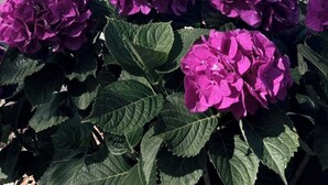 Un sendero bordeado de arbustos de hortensia morada que lleva a un banco y un basurero, con un árbol grande y un cielo despejado al fondo.