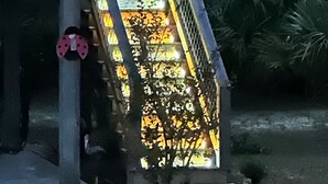 A staircase leading to a building with a metal railing and a small tree at the bottom.