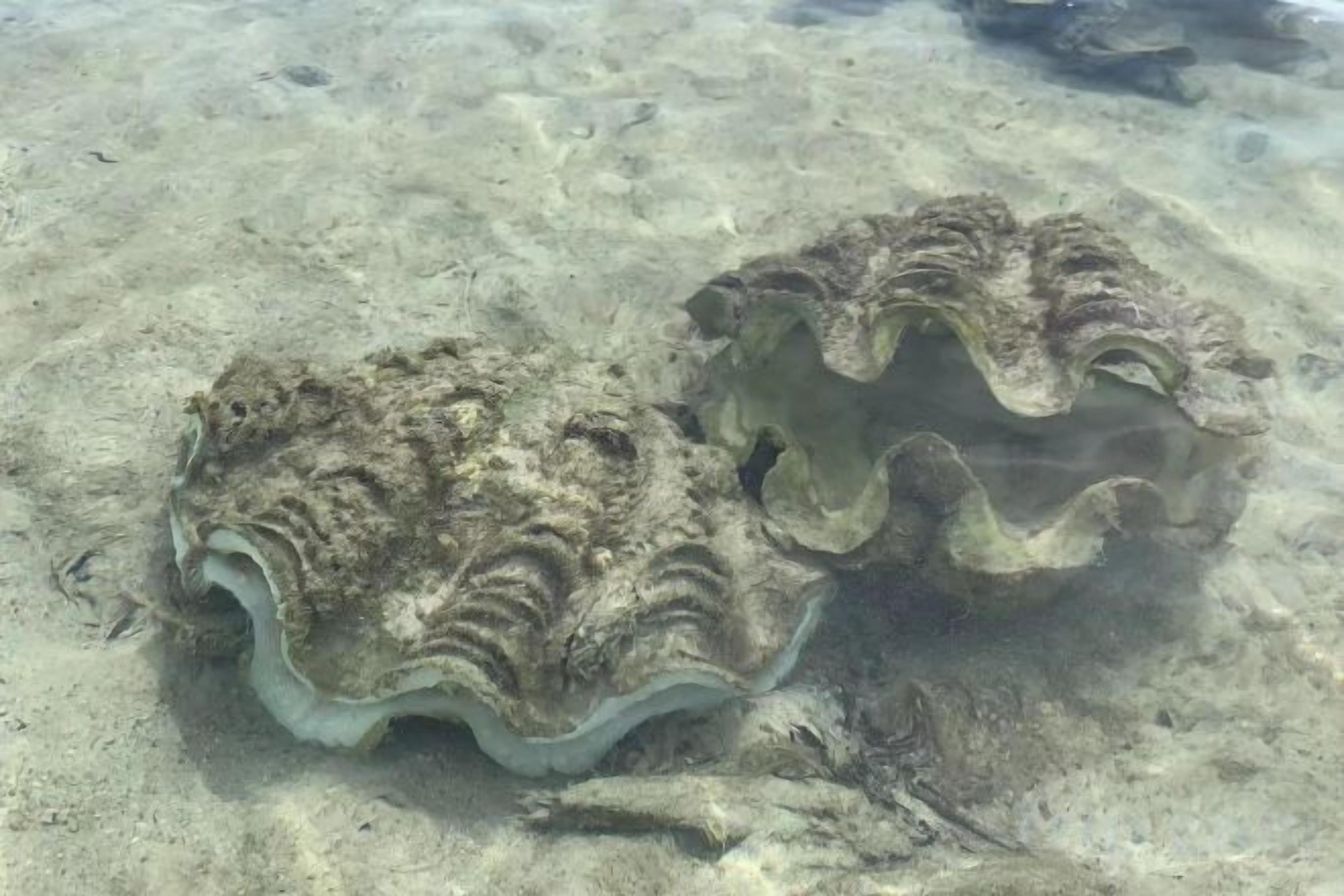 Two large, wavy-edged shells on a sandy seabed.